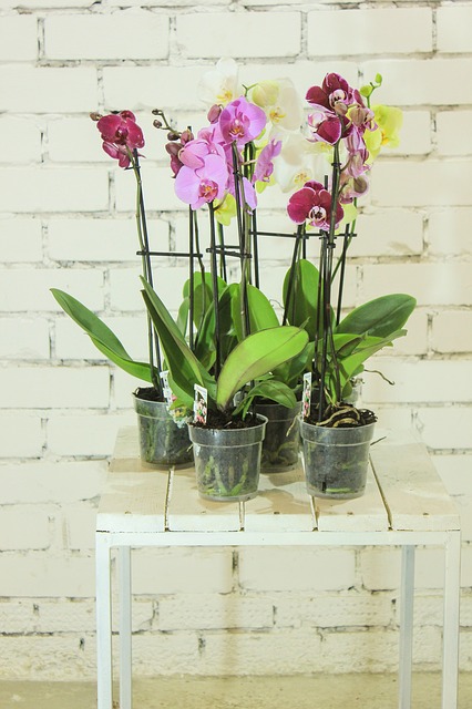 orchideje na stolku