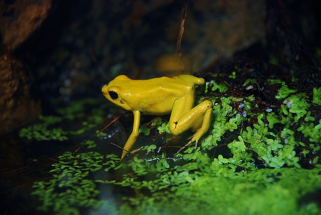 žlutá žába
